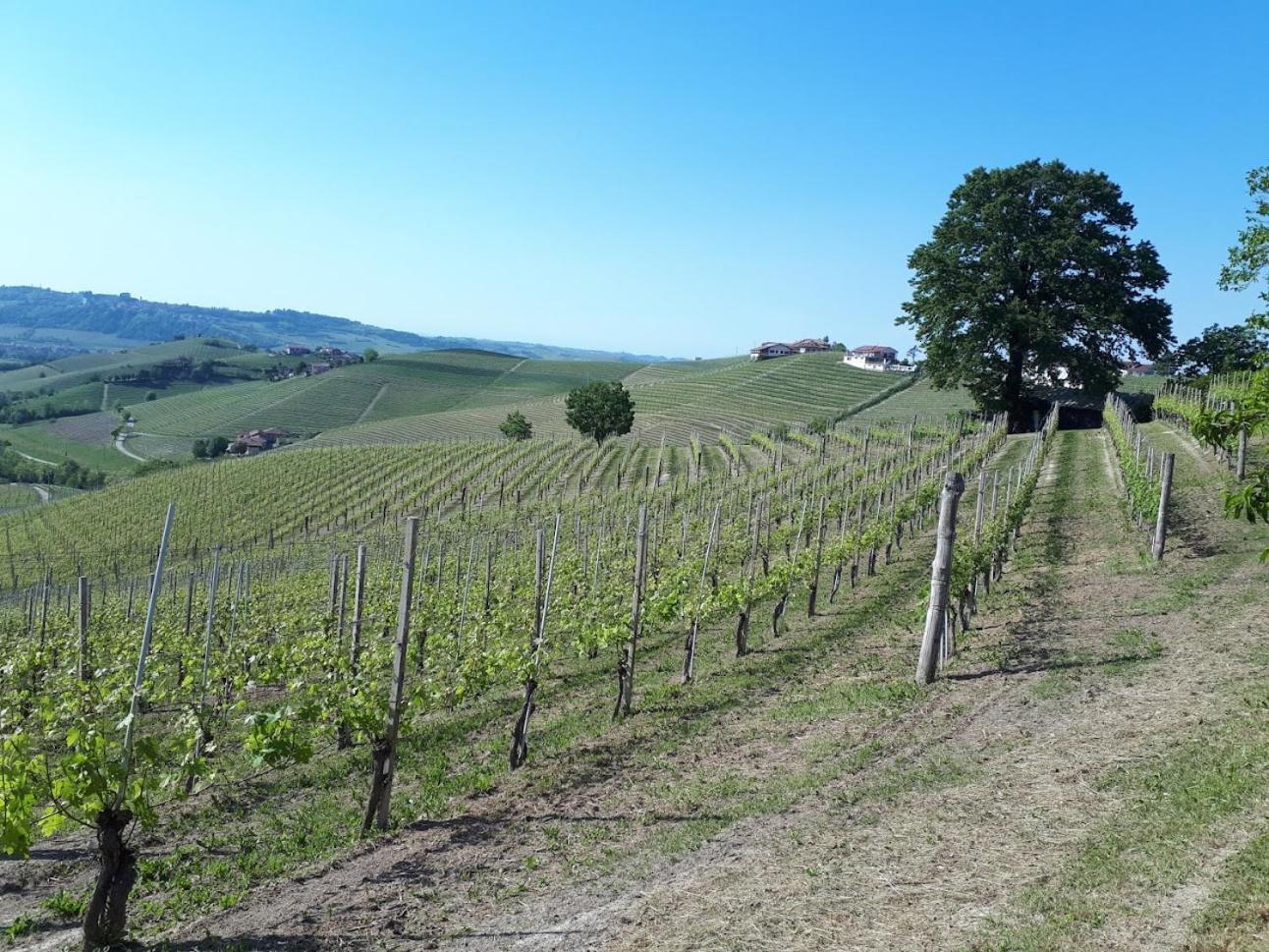 Ca Trifolera Barbaresco - Romantico Cascinale Con Antica Cantina Nel Cuore Delle Langhe - Degustazione Vini Nella Nostra Cantina Zewnętrze zdjęcie