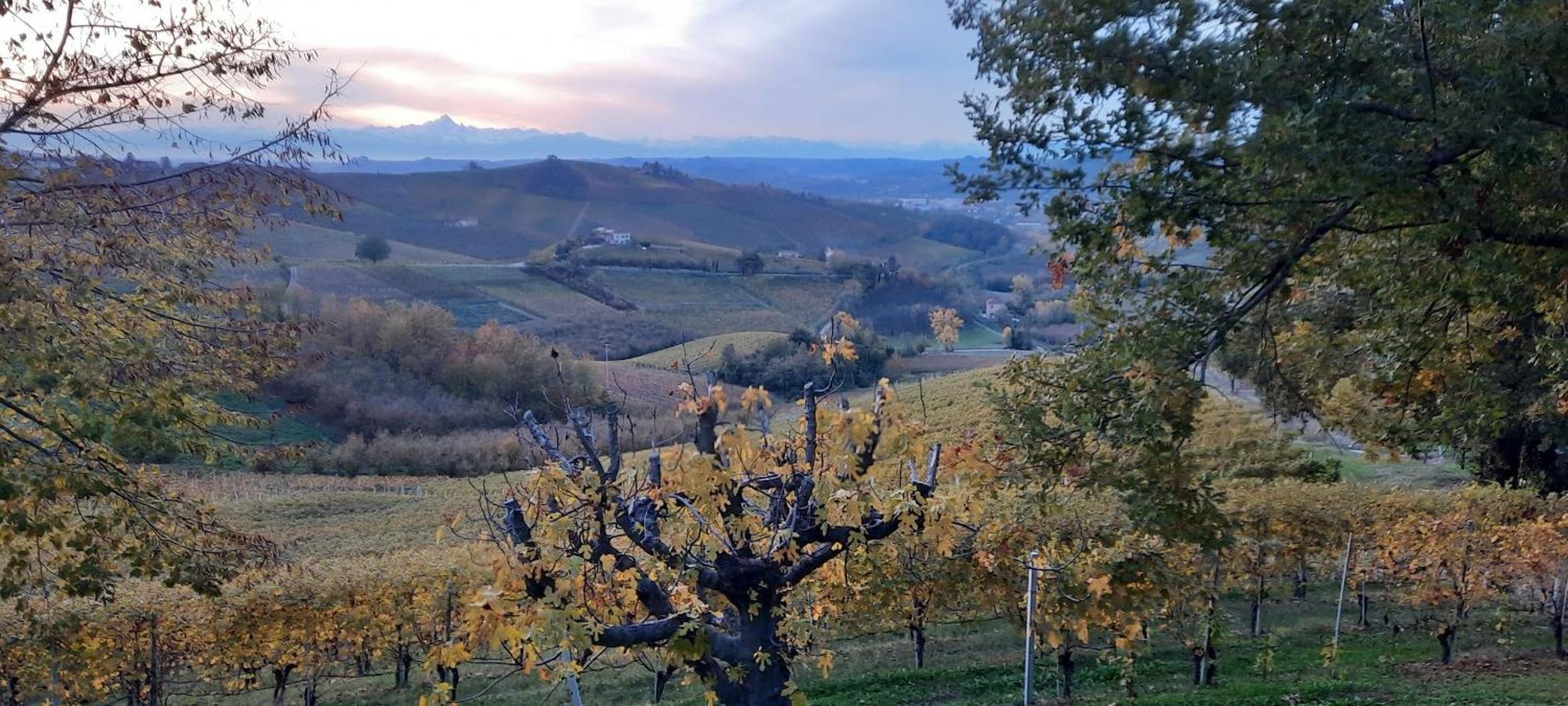 Ca Trifolera Barbaresco - Romantico Cascinale Con Antica Cantina Nel Cuore Delle Langhe - Degustazione Vini Nella Nostra Cantina Zewnętrze zdjęcie